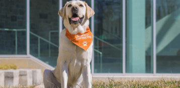 Image of Derek the therapy dog.