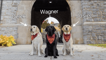 Image of therapy dogs with their names.