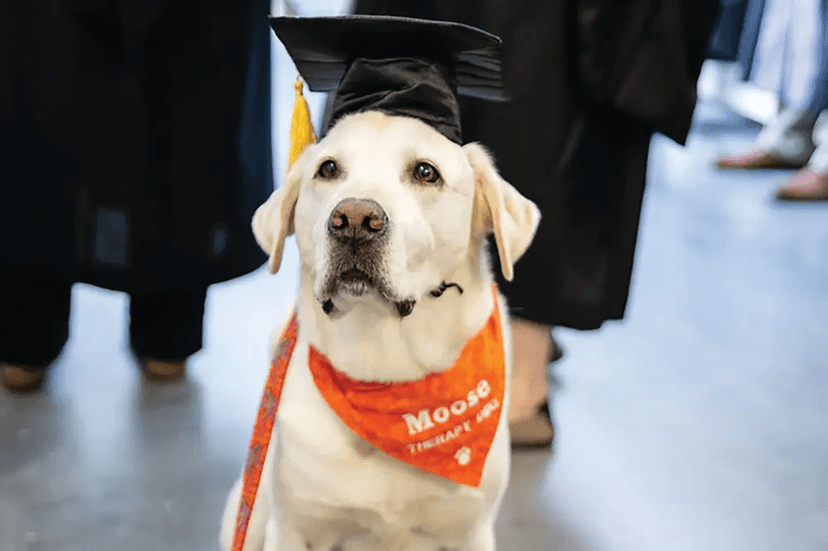 Image of Moose graduating